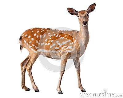 Fallow Deer Stock Photo