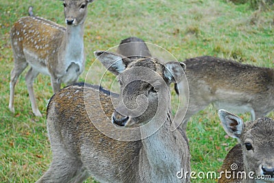 Fallow deer Stock Photo