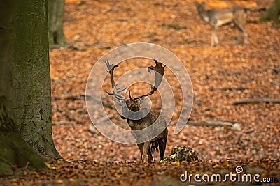 Fallow deer approaching on foliage in forest in autumn Stock Photo