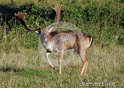 Fallow Deer Buck - Dama dama showing aggression. Stock Photo