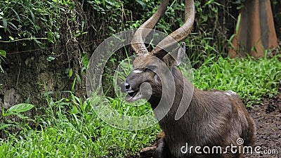 Mule deer buck in rut Stock Photo