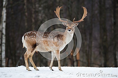 Fallow Deer Buck. Majestic powerful adult Fallow Deer, Dama dama, in winter forest, Belarus. Wildlife scene from nature, Europe.A Stock Photo