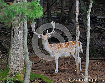 Fallow Deer Stock Photo