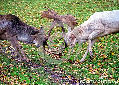 Fallow Deer Bucks - Dama dama in combat during the rut. Stock Photo