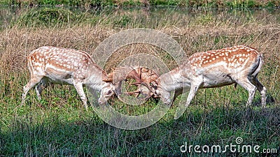 Fallow Deer Bucks fighting in a country park. Stock Photo