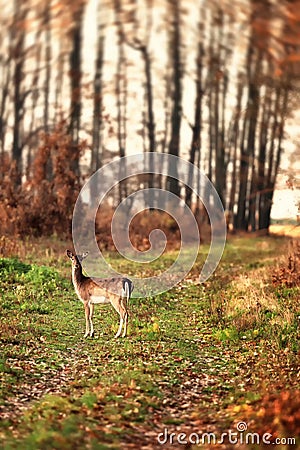 Fallow deer calf ( Dama ) walking alone in a forrest at dawn Stock Photo