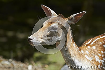 Fallow Deer Stock Photo