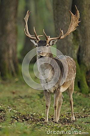 Fallow Deer (Dama dama) Stock Photo