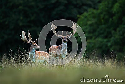 Fallow Deer, Dama dama, bellow majestic powerful adult animal in autumn forest, Dyrehave, Denmark Stock Photo