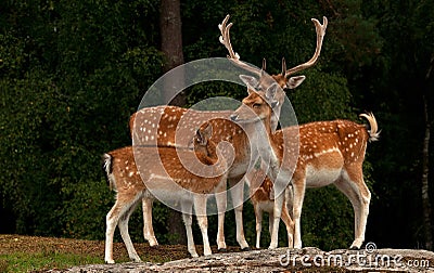 A group of fallow deer, with doe, fawn and buck in a forest in Sweden Stock Photo