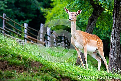 Fallow deer, Dama dama, closeup on deer farm in Olimje, Slovenia Stock Photo