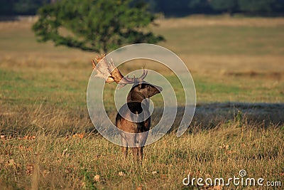 A melanistic black fallow deer stag during the rut Stock Photo