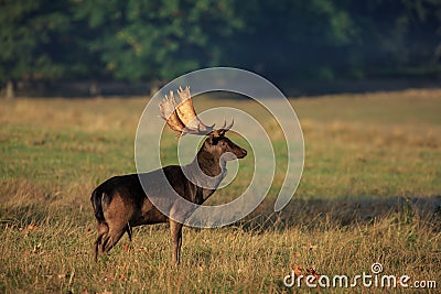A melanistic black fallow deer stag during the rut Stock Photo