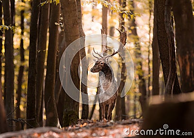 Fallow deer (Dama dama) during rut in autumn forest with beautiful warm colors Stock Photo