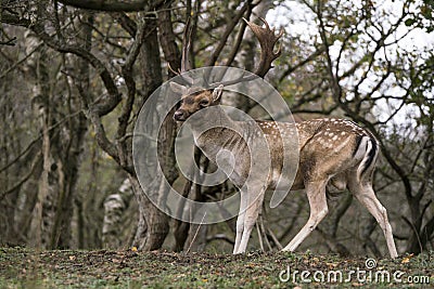 Fallow deer Dama dama in rutting season in the forest of Amsterdamse Waterleidingduinen in the Netherlands. Green bokeh backgro Stock Photo