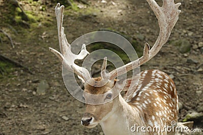 hey there beautiful, fallow deer at deer forest in Southwicks zoo, Mendon ma Stock Photo
