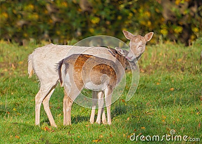 Fallow Deer Doe - Dama dama grooming her youngster. Stock Photo