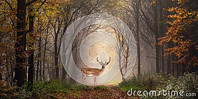 Fallow deer in a dreamy forest scene Stock Photo