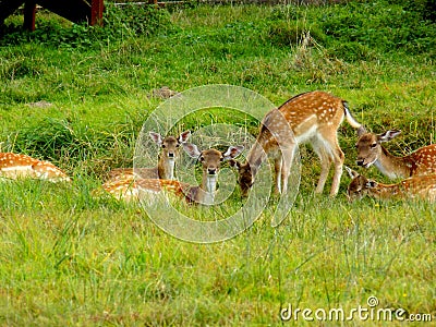Fallow deer family on meadow Stock Photo