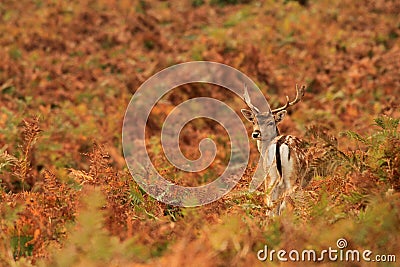 Fallow Deer fawn Stock Photo