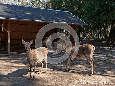Fallow deer on the feeding-rack Stock Photo