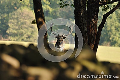 Fallow deer with forrest in background Stock Photo