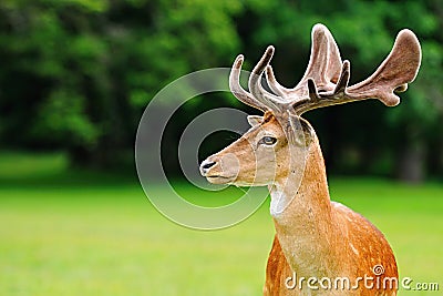 fallow deer head Stock Photo