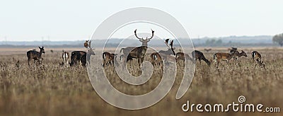 Fallow deer large herd Stock Photo