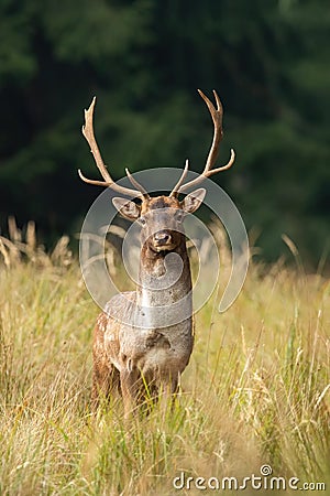 Fallow deer looking to the camera on field in autumn Stock Photo