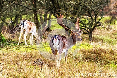 Fallow deer male Dama dama with stags Stock Photo