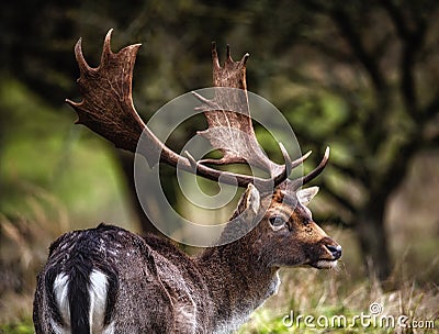 Fallow deer male Dama dama with stags Stock Photo