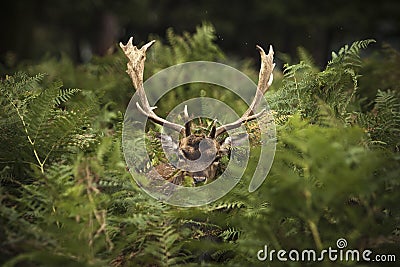 Fallow deer Stock Photo