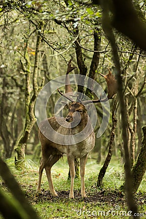 The Fallow Deer Male 02 Stock Photo