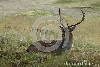 The Fallow Deer Male 06 Stock Photo