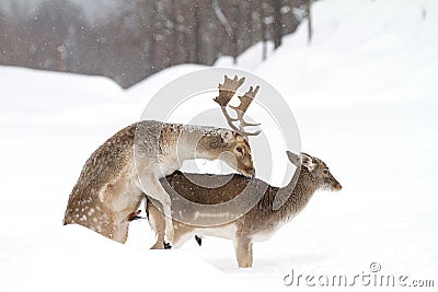 Fallow deer mating Stock Photo