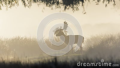 Fallow deer in the mist Stock Photo