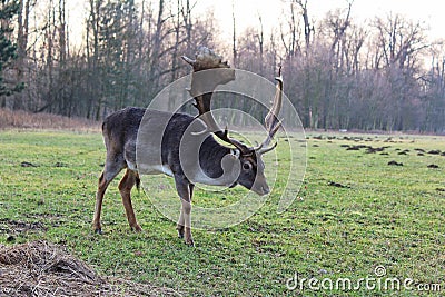 Fallow deer Stock Photo