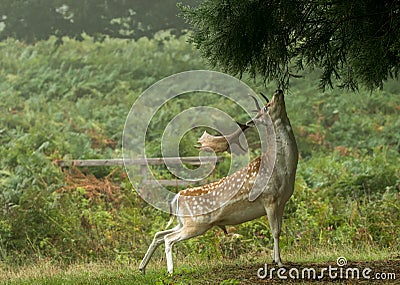 Fallow deer reaching up to eat tree Stock Photo