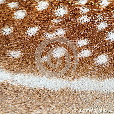 Fallow deer real pelt texture Stock Photo
