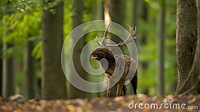 Fallow deer roaring in woodland in rutting season. Stock Photo