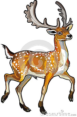 Fallow deer Vector Illustration