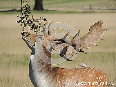 Fallow deer stag Stock Photo