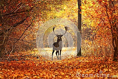 Fallow deer stag in beautiful autumn forest Stock Photo