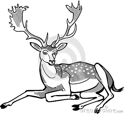 Fallow Deer Stag Vector Illustration