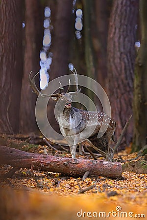 Fallow deer stag walking in forest in autumn nature. Stock Photo