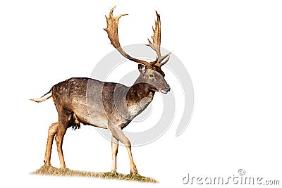 Fallow deer stag walking on meadow isolated on white background Stock Photo