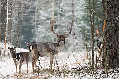 Fallow Deer Stag In Winter. Winter Wildlife Landscape With Three Deer Dama dama. Deer With Large Branched Horns On The Backgroun Stock Photo