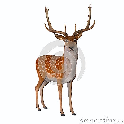 Fallow Deer Standing Stock Photo