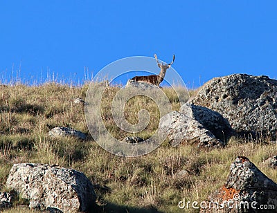 Fallow deer on cliff silhouetted against blue sky in South Africa Stock Photo