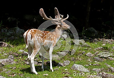Fallow deer standing in the forest Stock Photo